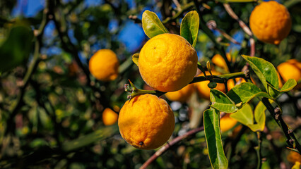 Poncirus trifoliata fruits on blue sky background, showcasing beauty in a sunny autumn garden...