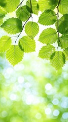 Fresh Green Leaves with Blurred Background in Natural Setting