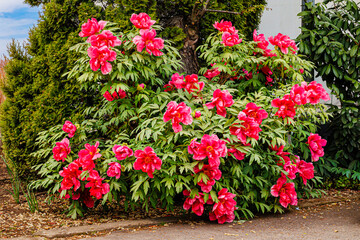 Obraz premium Vibrant Pink Flowers Bloom in a Garden in Germany During the Spring Season