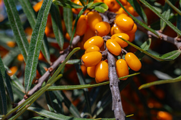 Vibrant orange sea buckthorn berries grow on branches under bright sunlight in a lush environment