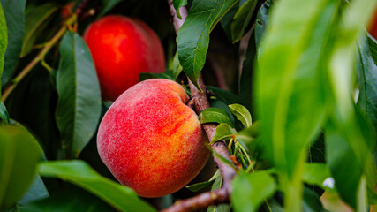 Lush green leaves surround ripe peaches on a tree, showcasing vibrant colors under clear blue skies in mid-summer