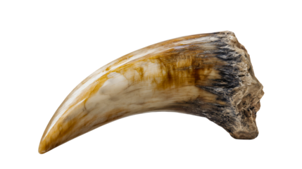 A large lion tooth isolated on white background, a real African predator fang close-up, a wild animal canine specimen, a taxidermy object with texture.