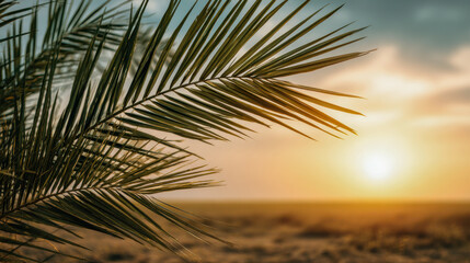 Palm frond framing desert sunset golden hour