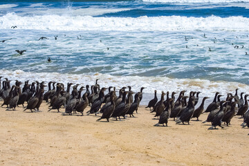 Namibia, thousands of cormorants on the shore, Skeleton coast, with the desert in background
