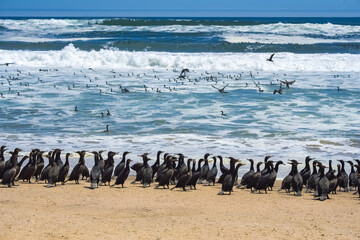 Namibia, thousands of cormorants on the shore, Skeleton coast, with the desert in background
