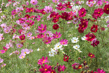 コスモス