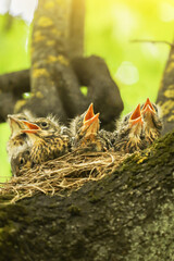 Baby birds, five hungry chicks of thrush in nest on tree branch close up in spring nature in sunlight