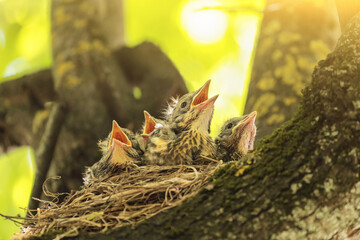 Baby birds, four hungry chicks of thrush in nest on tree branch closeup in spring nature in sunlight