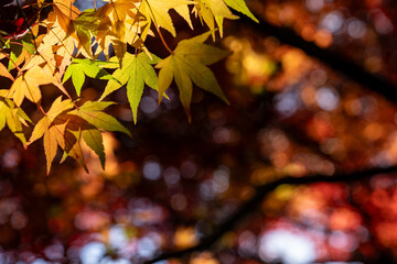 秋の陽に輝く紅葉