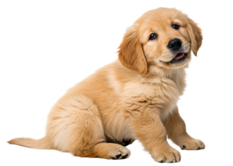 Adorable golden retriever puppy sitting attentively, perfect for pet care, animal adoption, and familyfriendly content promotion.