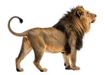 Majestic male lion with full mane stands alert and surveys the surroundings, perfect for wildlife documentaries, zoo promotions, and African nature themes.