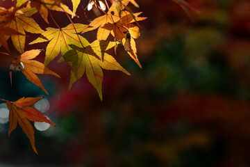 黄色に染まったモミジ