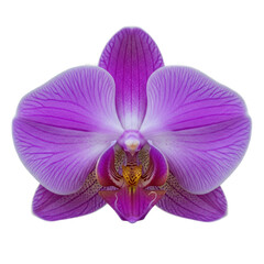 Vibrant purple orchid flower a detailed close-up of its delicate petals isolated on a pure white background for floral design and beauty concepts
