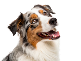 Australian Shepherd dog with merle coat and intelligent eyes looking up and panting happily, perfect for pet websites and animal care content.