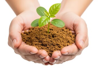 Hands holding young green plant in soil on white background

