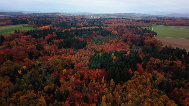 Aerial view of the forest ablaze with autumn colors, a tapestry of red, orange, and green hues contrasting with the adjacent fields, Penthereaz, Vaud, Switzerland.
