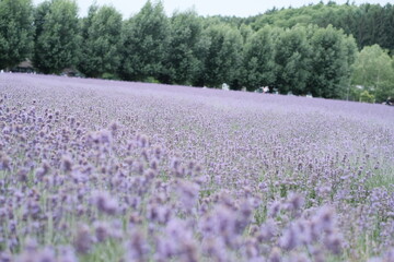Close-up of Lavender background in Hokkaido Japan