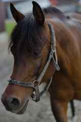 Obraz premium Portrait of a brown horse with dark mane and soft focus background