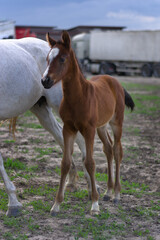 Obraz premium Adorable brown foal with a white blaze standing next to its mother