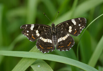 Map butterfly, Araschnia levana, sitting on a field grass