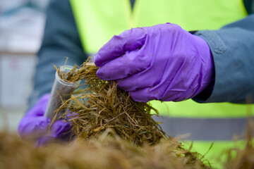 Laboratory technician wearing purple nitrile gloves holding a test tube while adding a sample of green residual stream hay. The sample is prepared for laboratory analysis  © René Notenbomer