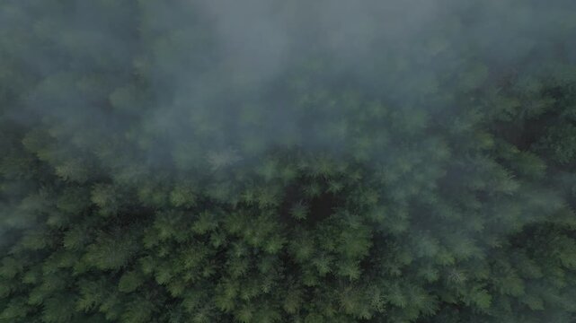 Aerial view of a dense forest partially obscured by low-lying fog, creating a mystical atmosphere with varying shades of green, Etna Nord, Sicilia, Italy.