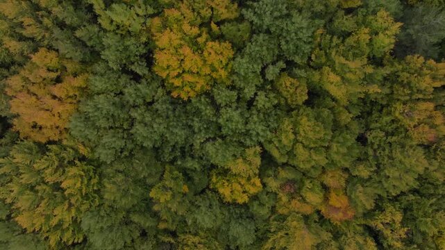 Aerial view of dense forest canopy with green and yellow hues suggesting seasonal change, creating a textured mosaic of nature, Etna Nord, Sicilia, Italy.
