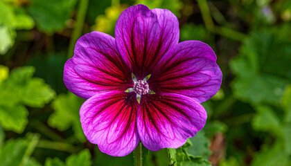 A single vibrant purple flower with dark red veins and green leaves bloom