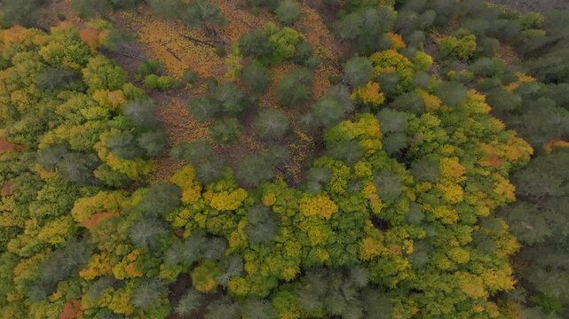 Aerial view of a forest displaying a mosaic of green and yellow trees near Etna Nord, showcasing nature's vibrant tapestry, Etna Nord, Sicilia, Italy.