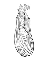 Vector graphic illustration of fennel. Drawing of a fennel vegetable, a herbaceous plant, a tuber. Hand-drawn vector illustration. Healthy eating, healthy vegetables, diet. Design and typography.