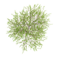 3D rendering of Goat willow plant on transparent background from top view © Fouzia