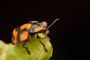 Fototapeta premium Tortoise beetle macro resting on green leaf