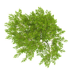 collection of Goat willow plant on transparent canvas from top view © Fouzia