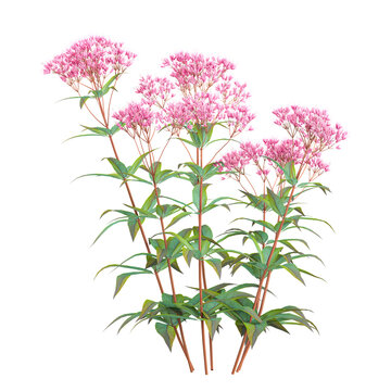 Isolated Eupatorium purpureum plant on transparent canvas