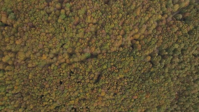 Aerial view of a dense forest canopy, displaying a mosaic of greens and browns, a tapestry of nature's artistry in Lago Maulazzo, Messina, Italy.