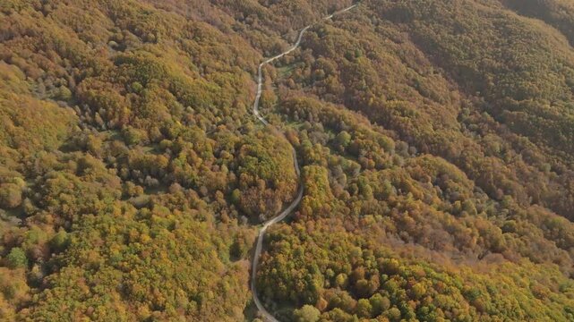 Aerial view of a winding road cutting through a forest with trees displaying autumnal hues of gold and green, Lago Maulazzo, Messina, Italy.
