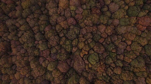 Aerial view of a dense forest with trees displaying autumn colors, creating a rich tapestry of oranges, browns, and greens, Lago Maulazzo, Sicilia, Italy.