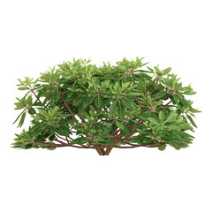 3d illustration of Azalea hino white dwarf plant isolated on transparent background