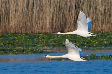 Fliegende Höckerschwäne in der Oberlausitz	