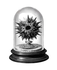 Vintage sea ​​urchin under a glass globe illustration isolated on white background