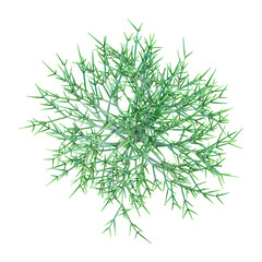 3D rendering of African milk plant on transparent background from top view