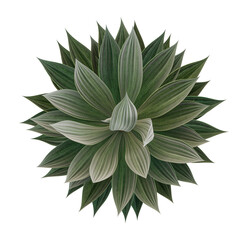 3D rendering of Agave plant on transparent background from top view
