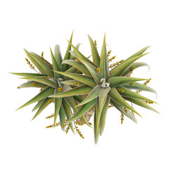 3D rendering of Aloe pillansii Tree on transparent background from top view