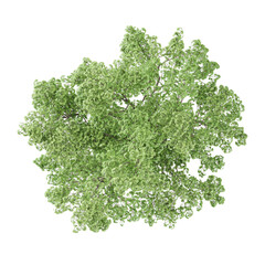 Fototapeta premium collection of Acer cappadocicum tree on transparent canvas from top view