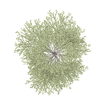 3D rendering of Terminalia mantaly tree on transparent background from top view