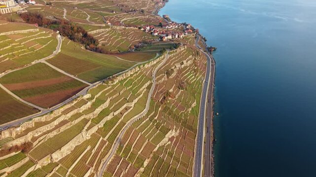 Aerial view of the Lavaux Vineyard Terraces cascading down to the serene blue waters of Lake Geneva, with snow-capped mountains in the background, Bourg-en-Lavaux, Vaud, Switzerland.