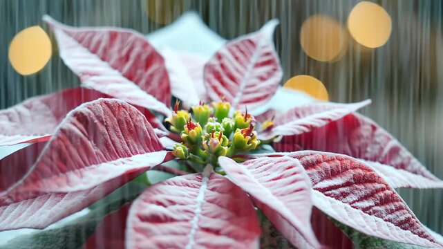 Poinsettia under the snow