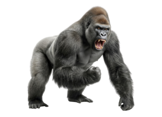 Powerful Silverback Gorilla roaring aggressively, isolated on white background