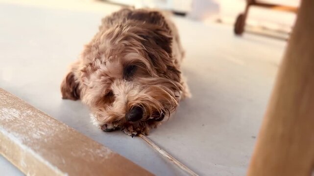 Playful Small Dog Chewing Stick Outdoors
