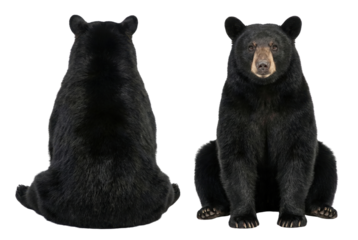 Black Bear Sitting Front and Back View Isolated on White Background